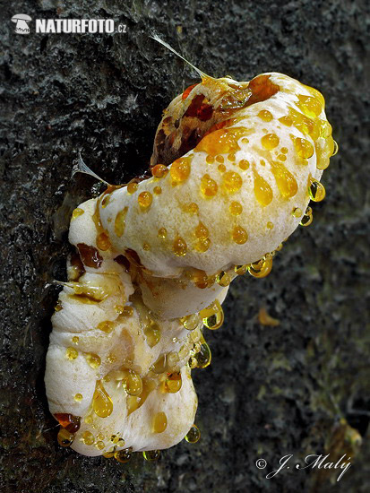 polypore fuligineux