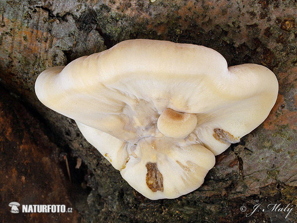 polypore fuligineux