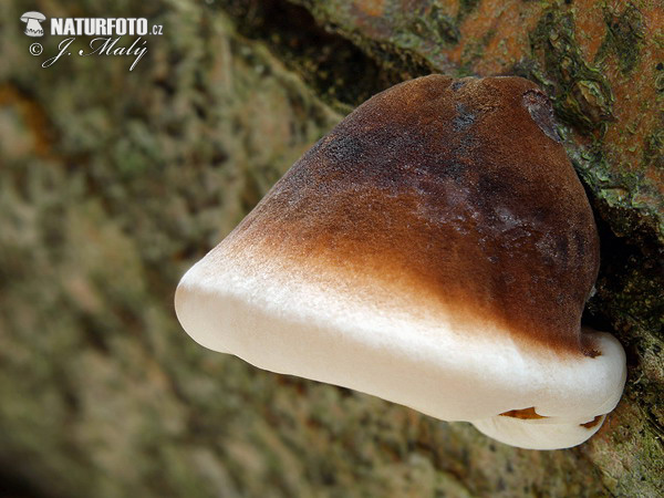 polypore fuligineux