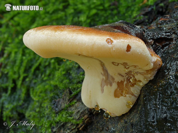 polypore fuligineux