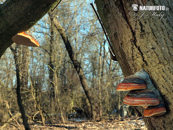 polypore marginé