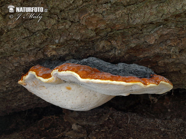 polypore marginé