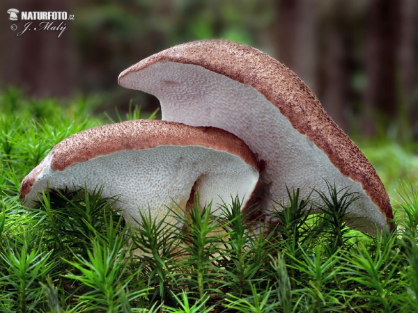 polypore pied de chèvre