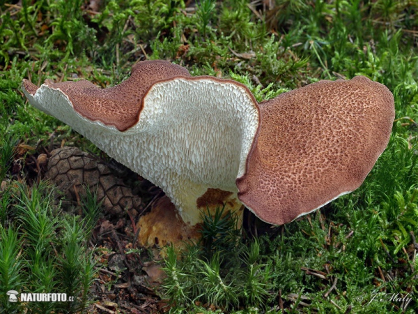 polypore pied de chèvre