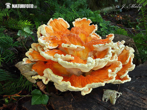 polypore soufré