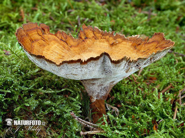 polypore vivace