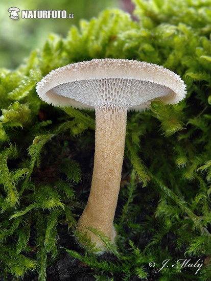 Polyporus arcularius