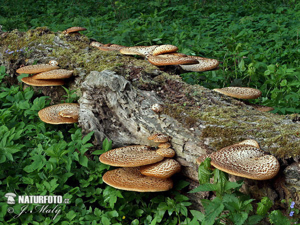 Polyporus squamosus