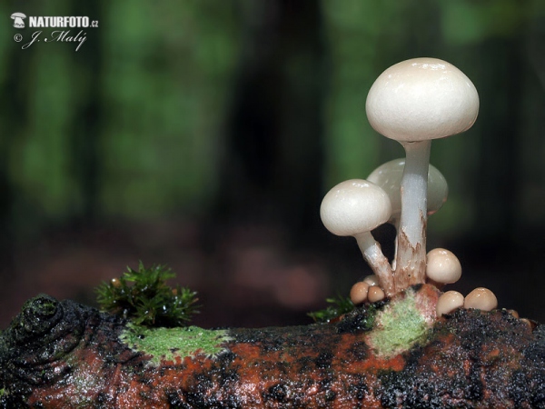 Porcelain Fungus Mushroom (Oudemansiella mucida)