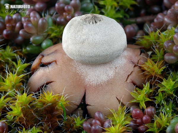 Pouzar's Earthstar Mushroom (Geastrum pouzarii)