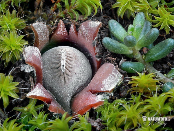 Pouzar's Earthstar Mushroom (Geastrum pouzarii)