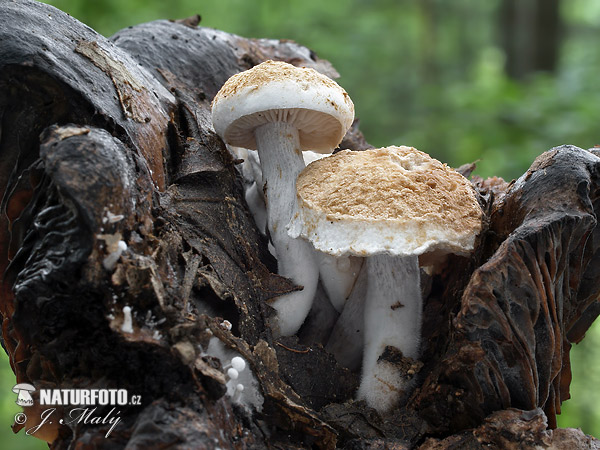 Powdery Piggyback Mushroom (Asterophora lycoperdoides)