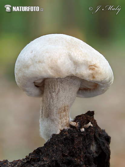 Powdery Piggyback Mushroom (Asterophora lycoperdoides)