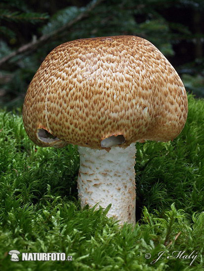 prægtig champignon