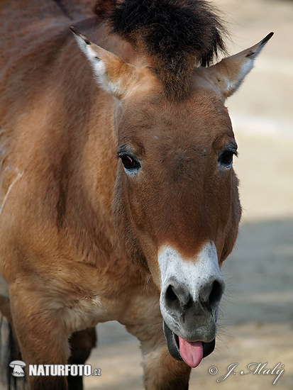 Przewalski's Horse (Equus przewalskii)