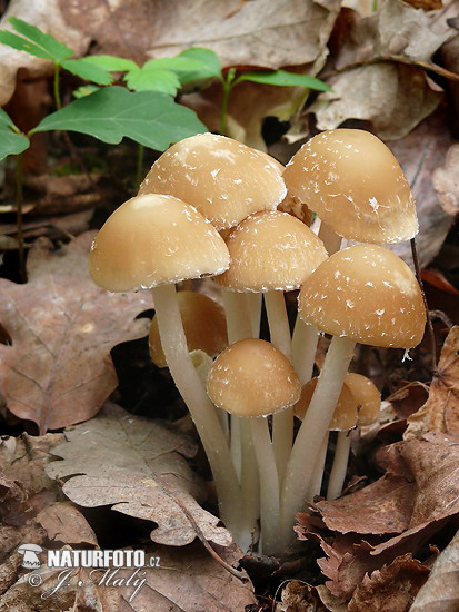 Psathyrella candolleana