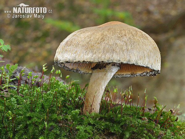 psathyrelle veloutée