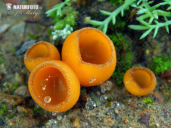 Pseudaleuria fibrillosa Mushroom (Pseudaleuria fibrillosa)