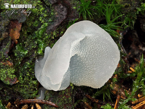 Pseudohydnum gelatinosum