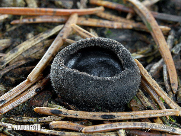 Pseudoplectania nigrella