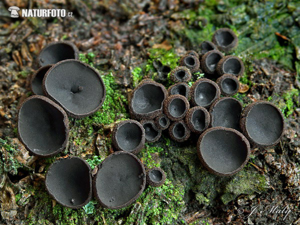 Pseudoplectania nigrella