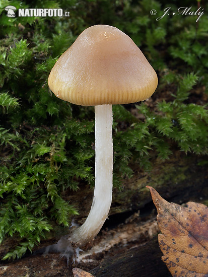 Psilocybe bohemica