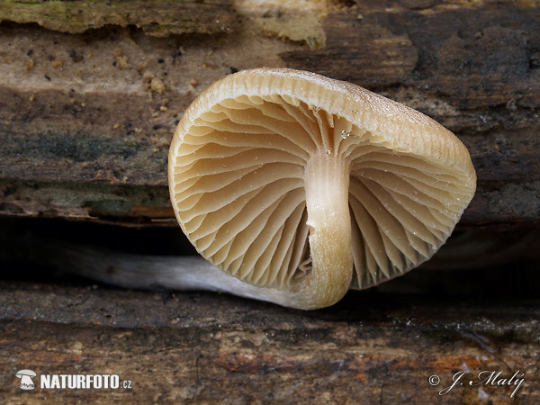 Psilocybe bohemica