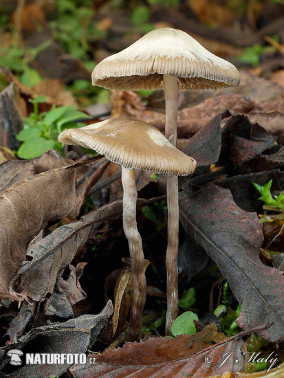 Psilocybe bohemica