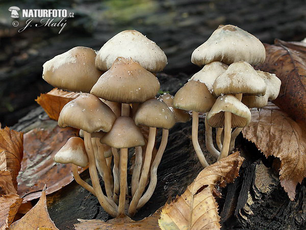 Psilocybe bohemica Mushroom (Psilocybe bohemica)