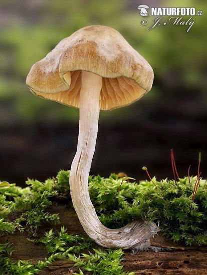 Psilocybe bohemica