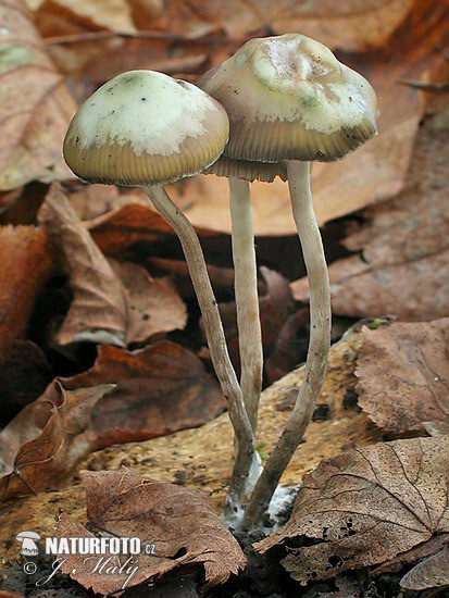 psilocybe de Bohême