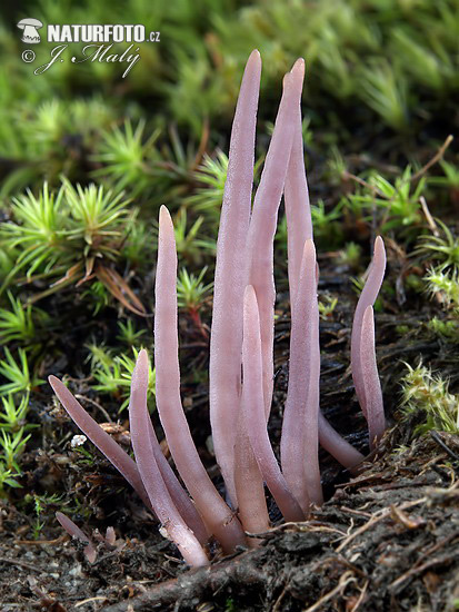 Purple Spindles Mushroom (Alloclavaria purpurea)