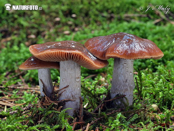Purple Stocking Webcap Mushroom (Cortinarius stillatitius)