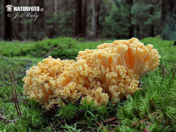 Ramaria pallidosaponaria