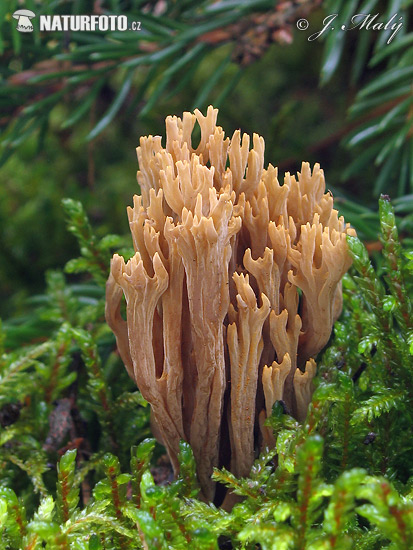 Ramaria sp.