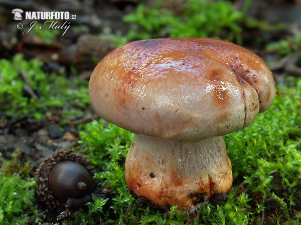 Red and Olive Webcap Mushroom (Cortinarius rufo-olivaceus)