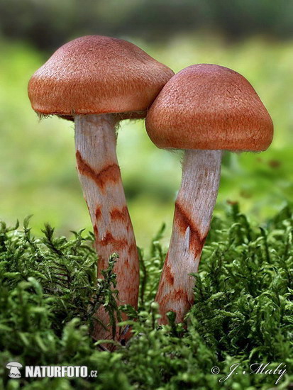 Red Banded Webcap Mushroom (Cortinarius armillatus)