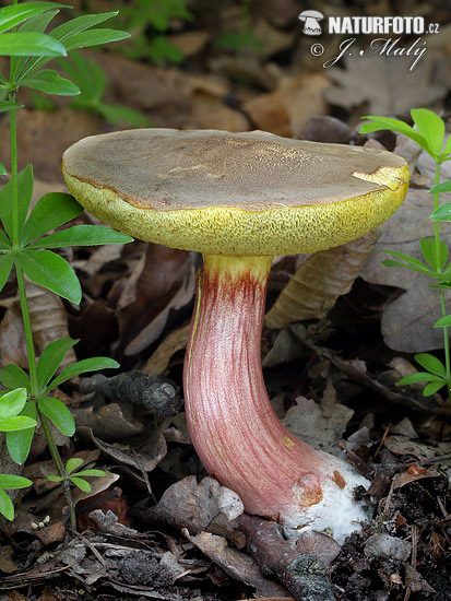 Red cracking bolete Mushroom (Xerocomellus chrysenteron)