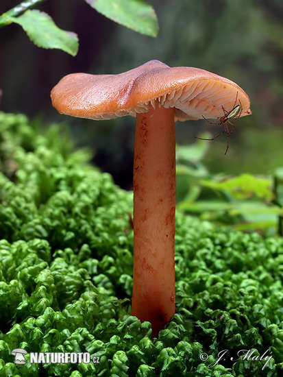 Red Ocher Rootshank Mushroom (Phaeocollybia christinae)