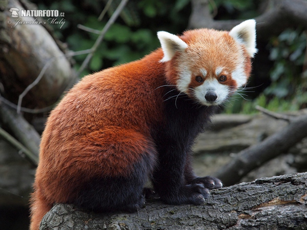 Red Panda (Ailurus fulgens)