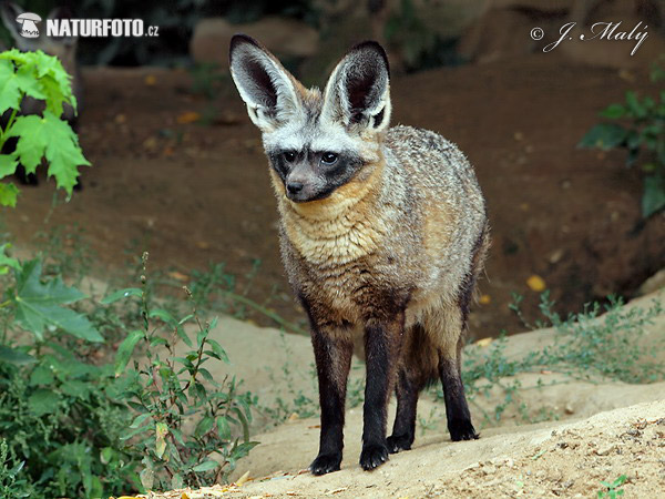 Renard à oreilles de chauve-souris