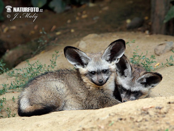 Renard à oreilles de chauve-souris