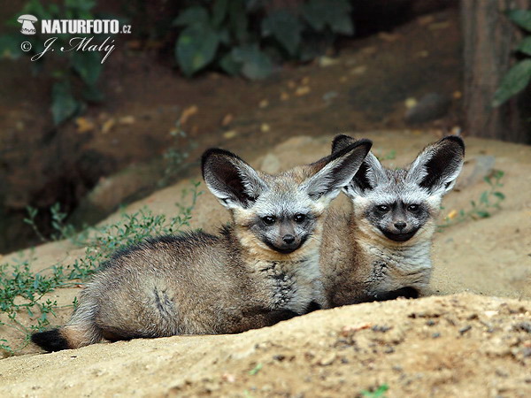 Renard à oreilles de chauve-souris