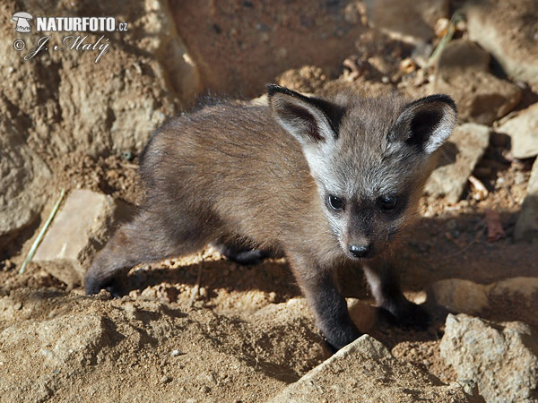 Renard à oreilles de chauve-souris