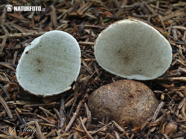 Rhizopogon marchii Mushroom (Rhizopogon marchii)