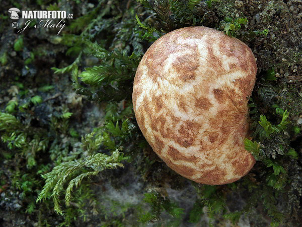 rhizopogon rougissant