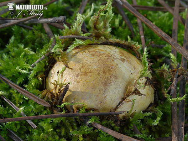 Rhizopogon vulgaris