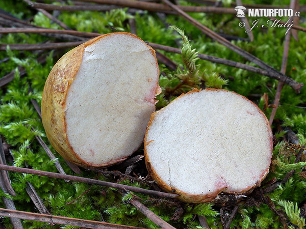 Rhizopogon vulgaris