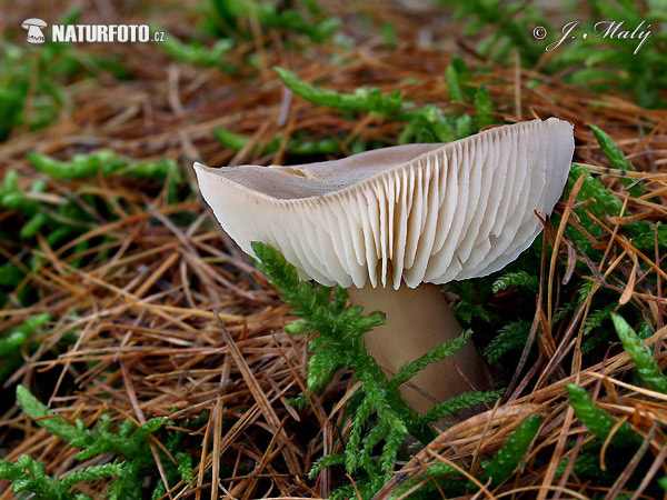 Rhodocollybia butyracea f. asema