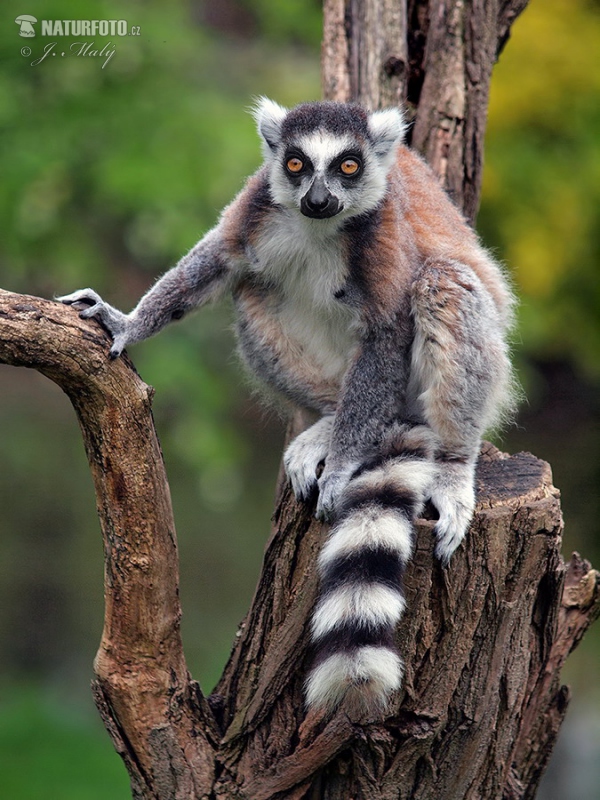 Ring-tailed lemur (Lemur catta)